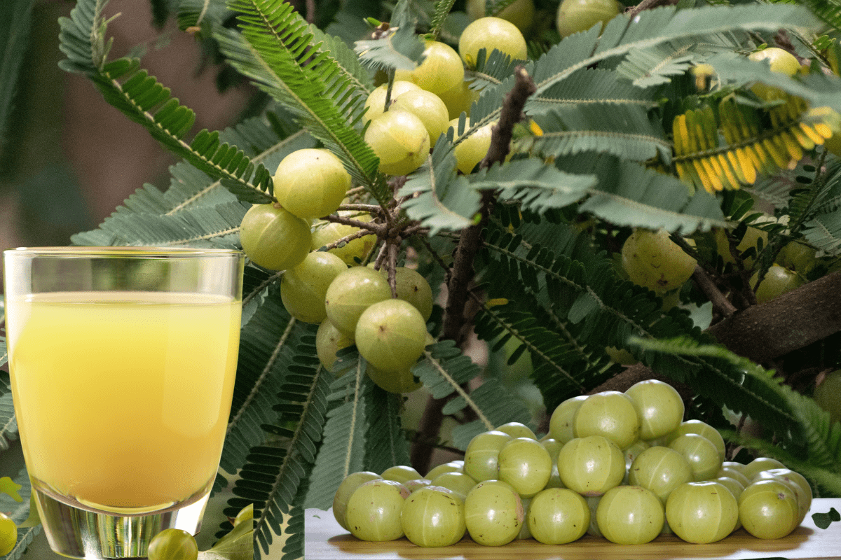 amla juice